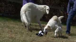 Dog Breeds  | Borzoi