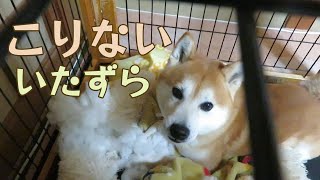 寝る前にパパに叱られてもお構いなしにいたずらを続ける柴犬まめ