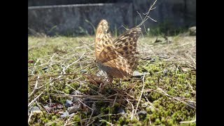 butterfly lay egg. ミドリヒョウモンの産卵　argynnis paphia