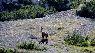 Hunting in Slovenia: Chamois family in the alps