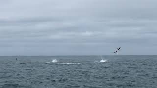 Spinner Sharks Put On 'Awesome' Display for North Carolina Fishermen