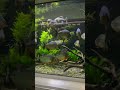 an incredible display tank with huge piranhas