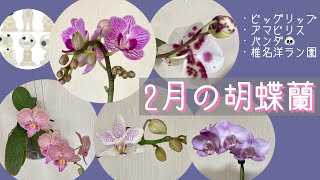 2023年2月1日　咲き始めた胡蝶蘭　寒波到来の季節でも室内は異国の胡蝶蘭が咲いています　最後の蕾まで咲いてくれますように♪  小袋の使い方　ビッグリップ　パンダ🐼