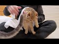 the kitten that couldn t help but meow even though it was wrapped in a towel was so cute