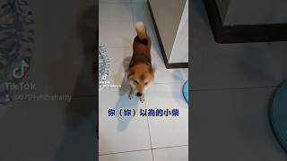 大家以為的小柴是怎樣的呢？？？ #柴犬 #狗狗 #毛小孩 #萌宠 #funny #tiktok