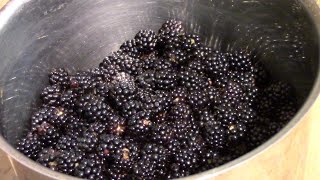 Wild Blackberry Jam