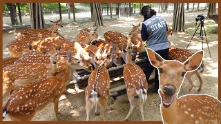 꽃사슴 26마리가 살구를 먹는 신기한 방법 🦌🥭