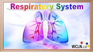 WCLN -  Internal and External Respiration - Biology