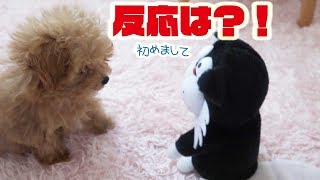 新しい 家族 !! みーねこと対面!! 生後二ヶ月 の 子犬の 反応は？！