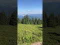 green view with trees from malá fatra hill