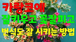 사계절 꽃이 피는 카랑코에 죽이지 않고 잘 키우고 번식 시키려면                             👉이렇게 키우세요