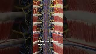 Vascular supply to spinal cord #medical #anatomy #physiotherapy #physiology#bone #spinalcordinjury
