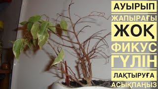 ФИКУС БЕНДЖАМИНА дым ЖАПЫРАҚСЫЗ қалса не істеу керек❓❓❓