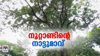 വികസനം കടവെട്ടുന്ന നാട്ടുമാവ്; തൈകള്‍ ഉല്‍പ്പാദിപ്പിക്കും; സംരക്ഷിക്കാനുറച്ച് നാട്ടുകാര്‍|Kasaragod