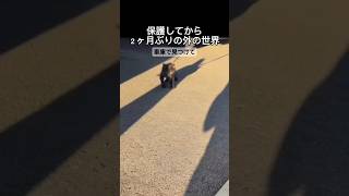 保護をしてから２ヶ月ぶりに外にでてみた...#子猫 #猫 #保護猫 #野良猫  #猫動画 #猫のいる暮らし  #cat #rescuedcat