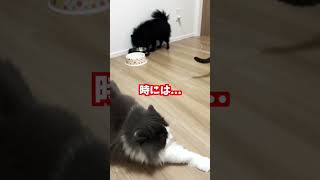 【愛猫】はじめての恋／ノルウェージャンフォレストキャットNorwegian Forest Cat／２歳になった猫#shorts