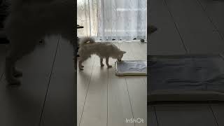 シートの端っこにおしっこする犬のしっぽちゃん