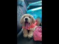 gastro survivor golden retriever puppy medicine induced 6months old