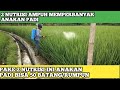 2 NUTRISI AMPUH UNTUK MEMPERBANYAK ANAKAN PADI JUMLAH ANAKAN BISA MENCAPAI 50 BATANG/RUMPUN