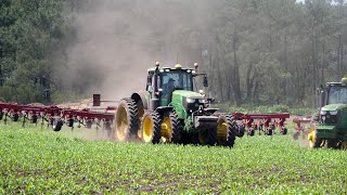 24 ROW Organic CORN Weeding in this FARM OF FRANCE 🇫🇷