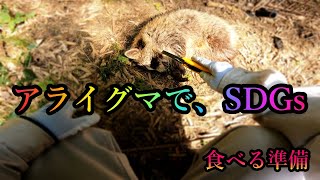 【狩猟】アライグマを食べる為の準備～血抜き～