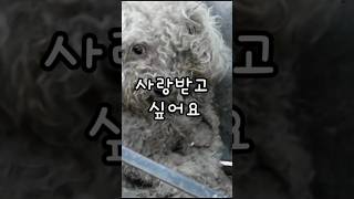 눈을 다친 유기견에게 기적이 일어났습니다