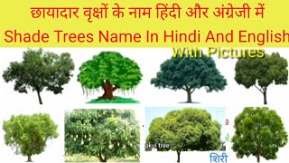 छायादार वृक्षों के नाम हिंदी और अंग्रेजी में | Shade Trees Name In Hindi And English| Shedey Trees |