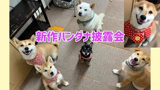 新作バンダナ、柴犬に唐草模様がキターー🤩‼️