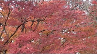 京都嵯峨 常寂光寺の紅葉と鐘の音Kyoto Saga Autumn leaves and the sound of bells at Jozakoji Temple