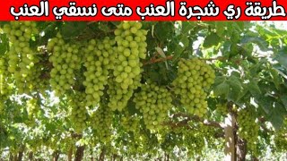 طريقة ري شجرة العنب بسهولة - دور الري في زيادة ثمار شجرة العنب - متى نروي العنب