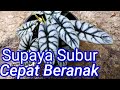 Cara Merawat Bunga Keladi Agar Subur Cepat Beranak