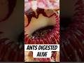 Carnivorous Plant Eating Ant (Part 3)