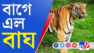 ২টি ঘুম পাড়ানি গুলিতে কাবু বাঘ | Kultali Tiger News Update |  Kultali News