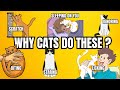 The Meaning Behind 14 Strangest Cat Behaviors | Topissimo Animals