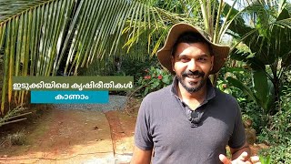 ഇടുക്കിയിലെ നാടൻ കൃഷിരീതികളിലൂടെ ഒരു സഞ്ചാരം  | AGRICULTURE IDUKKI.