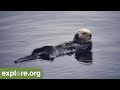 Nature Expert Explains Sea Otters and Kelp