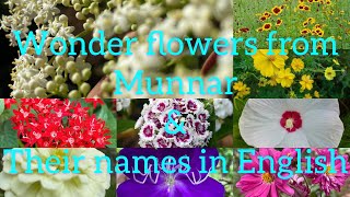 Special flowers from Munnar|Kerala flowers|Flowers show walkthrw|wonder flora|Rare collection-Part1