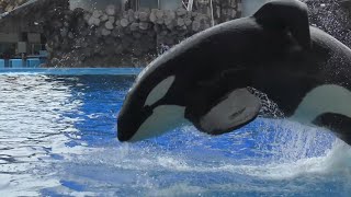 シャチ　アースくん　ジャンプの練習をして一旦戻ります　【名古屋港水族館】Killer whale Earth-kun Port of Nagoya Public Aquarium