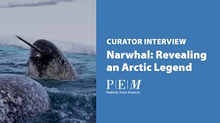 Narwhal: Revealing an Arctic Legend