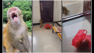 #Short Video  CUTE Monkey shorts cute adorable Monkey reaction viral video short-109