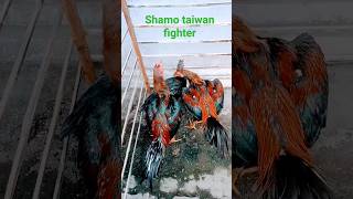 ayam shamo Taiwan fighter #shamoindonesia #shamo #shamotaiwan #ayamshamo #shamobanyuwangi