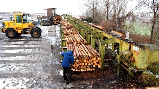 Sorting Logs on a 40 m Line! The First Step of Wood Processing on a Large Sawmill in Detail.