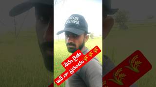 నేను రైతు ఇదే నా ప్రపంచం🌾🌾🌾 #trending #shorts #farmer #viralvideos #viralshorts