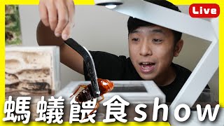 「台北巨山蟻」出工蟻｜可能有螞蟻餵食show【臺灣蟻窟】