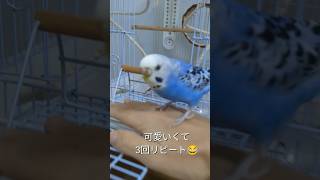 カゴからピョンと出て体重測定するインコ #セキセイインコのいる暮らし #セキセイインコ