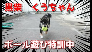 【柴犬子犬】黒柴くうちゃん、来て1週間！特訓中！　太郎の犬モノガタリ第364話