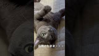 【ロシアンブルー】めろん固まる・・・【猫】#shorts