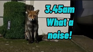 What a night! #fox #squirrel #wildlife #cute #animals #fyp #viralvideo #video #viral_video