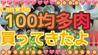 【多肉植物】100均多肉買ってきたよ～💖✨🌸キャンドゥ購入💛初めて見た多肉も🌼🎶🎉