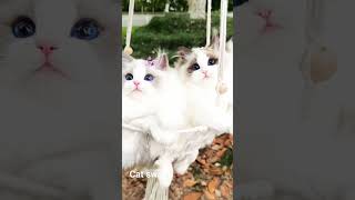 cat. viral cat vedios. youtube short malayayalam beauty of nature so cute🥰